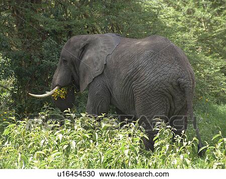 ngorongoro, nature, elephant, tanzania, person, people View Large Photo Image Stock Image - ngorongoro, nature, elephant, tanzania, person, people. Fotosearch