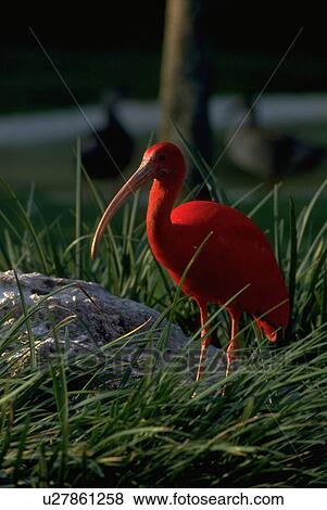 north, ibis, florida, ruber, eudocimus, scarlet View Large Photo Image Stock Photo - north, ibis, florida, ruber, eudocimus, scarlet. Fotosearch