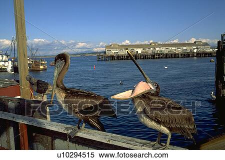 pacific, fishermans, california, monterey, wharf, nature View Large Photo Image Stock Photography - pacific, fishermans, california, monterey, wharf, nature. Fotosearch