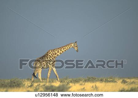Stock Photo - pan, giraffe, etosha, plains, walking, nature. Fotosearch