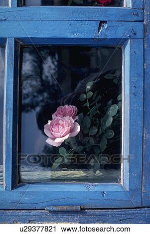 pane, rose, window, blue, framed, pink View Large Photo Image Stock Image - pane, rose, window, blue, framed, pink. Fotosearch