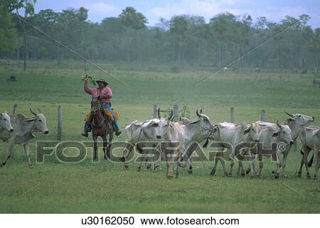 Stock Image - pantanerio, cattle, herds, cowboy, horse. Fotosearch
