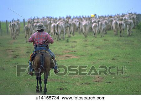 Picture - pantanerio, directs, cowboy, horse. Fotosearch