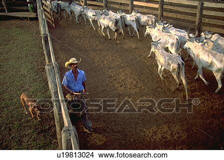 pantanerio, stalls, leads, cowboy, dog View Large Photo Image Picture - pantanerio, stalls, leads, cowboy, dog. Fotosearch