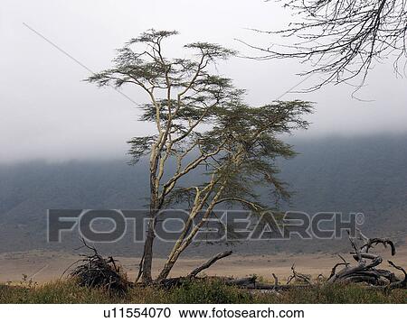 park, person, national, ngorongoro, tanzania, people View Large Photo Image Stock Image - park, person, national, ngorongoro, tanzania, people. Fotosearch