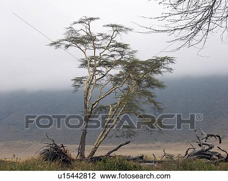 Stock Image - park, person, national, ngorongoro, tanzania, people. Fotosearch