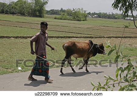 person, cow, male, bangladesh, people View Large Photo Image Stock Photo - person, cow, male, bangladesh, people. Fotosearch