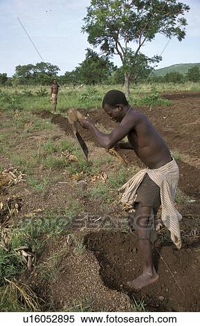 person, field, cultivating, benin, people View Large Photo Image Stock Photography - person, field, cultivating, benin, people. Fotosearch