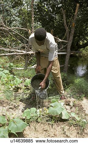 person, garden, watering, zambia, people View Large Photo Image Stock Photography - person, garden, watering, zambia, people. Fotosearch