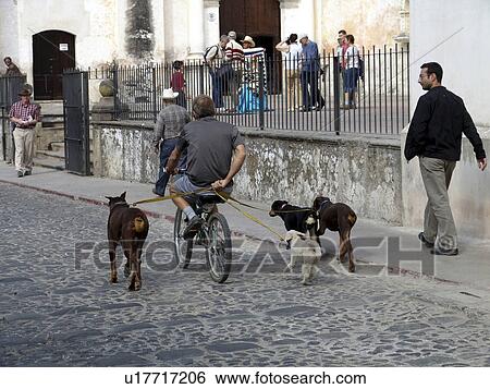 person, leading, bicycle, guatemala, people View Large Photo Image Stock Photograph - person, leading, bicycle, guatemala, people. Fotosearch