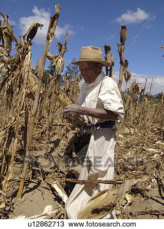 person, thomas, guatemala, people View Large Photo Image Stock Image - person, thomas, guatemala, people. Fotosearch