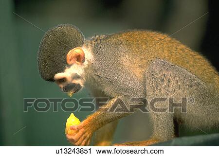 piece, fruit, eats, monkey, squirrel, food View Large Photo Image Stock Image - piece, fruit, eats, monkey, squirrel, food. Fotosearch
