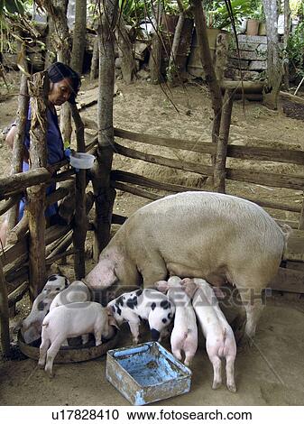 pigs, people, feeding, nicaragua, person, woman View Large Photo Image Stock Image - pigs, people, feeding, nicaragua, person, woman. Fotosearch