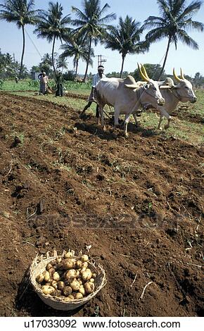 potatoes, fitness, harvesting, india, person, people View Large Photo Image Stock Image - potatoes, fitness, harvesting, india, person, people. Fotosearch