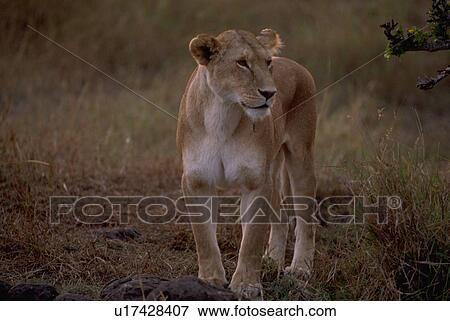 Stock Photo - prey, lion, looking, morning, early, female. Fotosearch