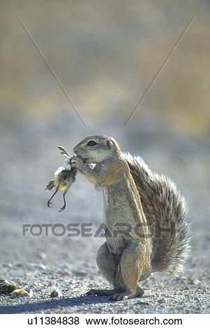 Stock Photo - prey, squirrel, namibia, pan, etosha, food. Fotosearch