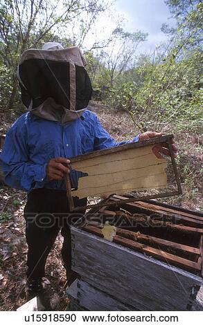 Stock Image - project, person, bea, hispanic, mexico, people. Fotosearch