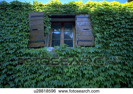 provence, wall, shutters, rustic, window, ivycovered View Large Photo Image Stock Photograph - provence, wall, shutters, rustic, window, ivycovered. Fotosearch
