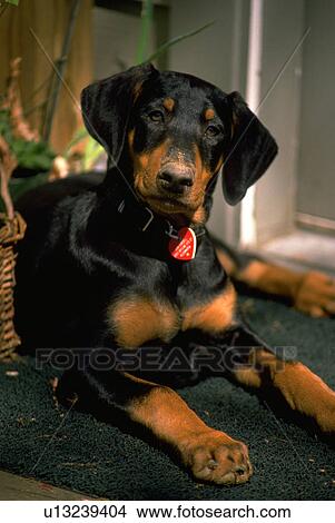 puppy, its, doberman View Large Photo Image Picture - puppy, its, doberman. Fotosearch