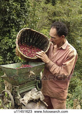 putting, coffee, farmer, honduras, person, people View Large Photo Image Stock Image - putting, coffee, farmer, honduras, person, people. Fotosearch