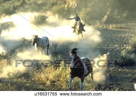 Reiten Eins Lasso Schwingen Cowboy Pferd Stock Fotografie U Fotosearch