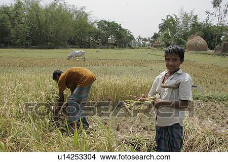 rice, people, harvesting, bangladesh, person, family View Large Photo Image Picture - rice, people, harvesting, bangladesh, person, family. Fotosearch