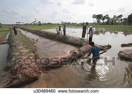 rice, people, irrigating, cambodia, person, water View Large Photo Image Stock Image - rice, people, irrigating, cambodia, person, water. Fotosearch