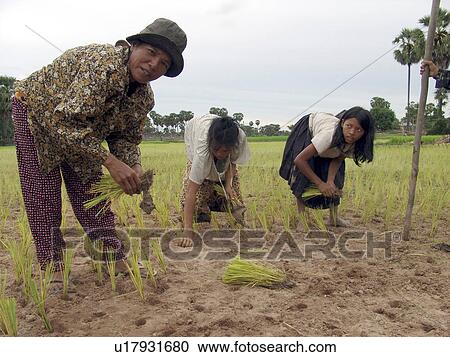 rice, person, dryland, planting, cambodia, people View Large Photo Image Stock Image - rice, person, dryland, planting, cambodia, people. Fotosearch