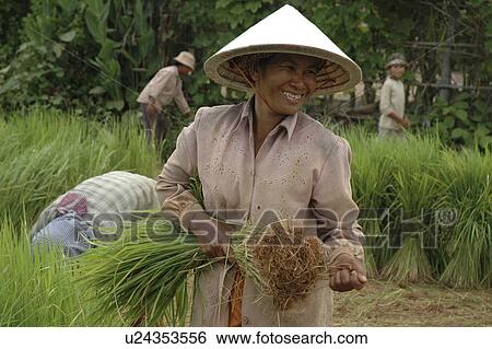 Stock Photograph - rice, person, getting, farmers, cambodia, people. Fotosearch