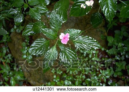 rico, leaf, puerto, forest, rain, flower View Large Photo Image Stock Image - rico, leaf, puerto, forest, rain, flower. Fotosearch