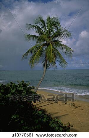 Stock Image - rico, tree, puerto, juan, san, beach. Fotosearch