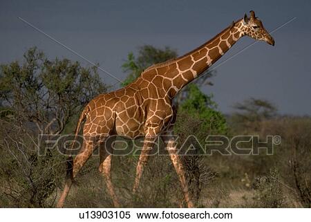 samburu, giraffe, reticulata, camelopardalis, giraffa, reticulated View Large Photo Image Stock Photography - samburu, giraffe, reticulata, camelopardalis, giraffa, reticulated. Fotosearch