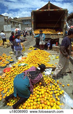 sasquisili, people, harvest, women, fruit, woman View Large Photo Image Stock Image - sasquisili, people, harvest, women, fruit, woman. Fotosearch