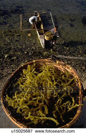 Stock Photo - seaweed, men, giant, carry, males, filipino. Fotosearch