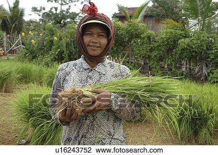 Stock Image - seedlings, person, rice, farmer, cambodia, people. Fotosearch