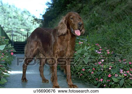 setter, irish View Large Photo Image Stock Photograph - setter, irish. Fotosearch