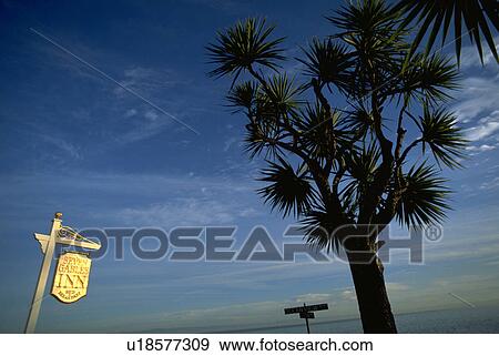Stock Photo - sign, pacific, california, monterey, grove, tree. Fotosearch