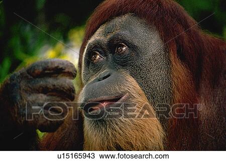 Stock Image - singapore, ape, park, bird, jurong, orangutan. Fotosearch