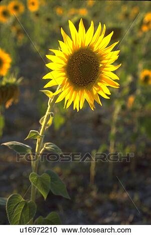 single, twilight, golden, sunflower, flowers View Large Photo Image Stock Image - single, twilight, golden, sunflower, flowers. Fotosearch