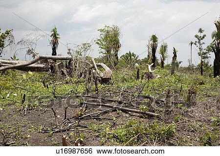 Stock Photograph - slash, person, cutting, clear, guatemala, people. Fotosearch