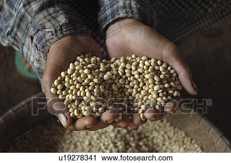 soja, person, holding, farmer, cambodia, people View Large Photo Image Stock Image - soja, person, holding, farmer, cambodia, people. Fotosearch