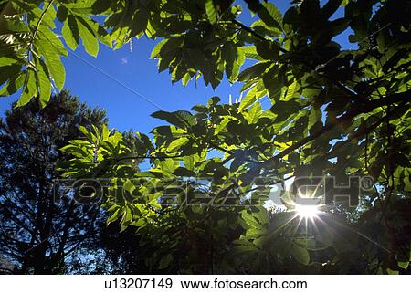 Stock Photo - sunbeams, streaming, park, treetops, through, sunlight. Fotosearch