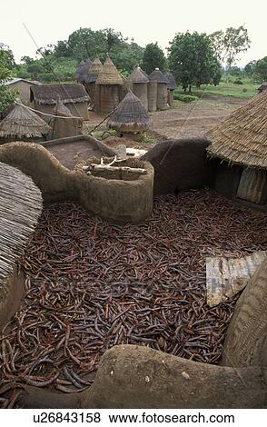 Stock Photo - tatassomba, house, traditional, benin, person, people. Fotosearch