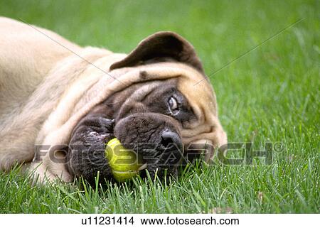 tennis, looking, grass, dog, mastiff, sad View Large Photo Image Picture - tennis, looking, grass, dog, mastiff, sad. Fotosearch