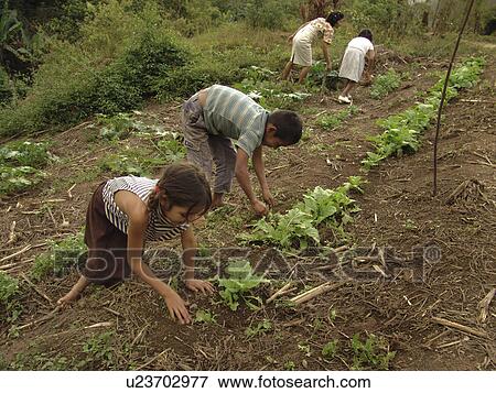 together, people, working, honduras, person, family View Large Photo Image Stock Photo - together, people, working, honduras, person, family. Fotosearch