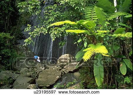 tropical, rocks, scene, forest, nature View Large Photo Image Stock Photo - tropical, rocks, scene, forest, nature. Fotosearch