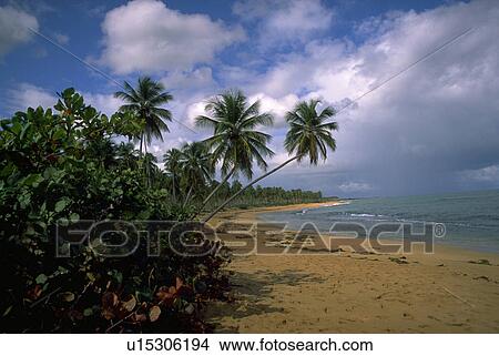 Picture - tropics, nature, island, scene, tropical, beach. Fotosearch