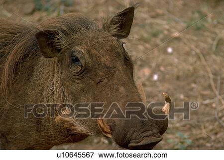 Stock Photo - tsavo, hog, kilaguni, aethiopicus, phacochoerus, wart. Fotosearch