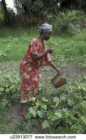 Stock Photo - village, people, kabekel, gambia, person, woman. Fotosearch