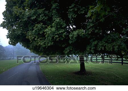 virginia, nature, county, loudoun, beauty, tree View Large Photo Image Picture - virginia, nature, county, loudoun, beauty, tree. Fotosearch